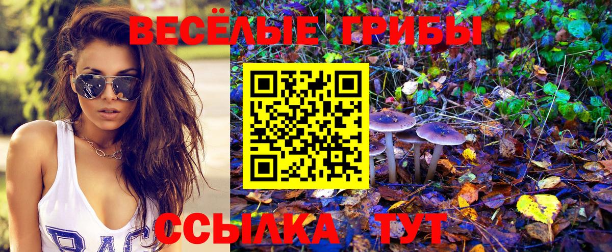 Псилоцибиновые грибы мицелий Мурино